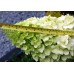 Хортензия (Hidrangea sp.)
